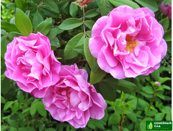 Роза "Therese Bugnet" (Тереза Багнет)