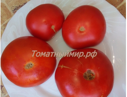 Томат Сладкая Скарлет (Сладкий Алый гном, Dwarf Sweet Scarlet), США