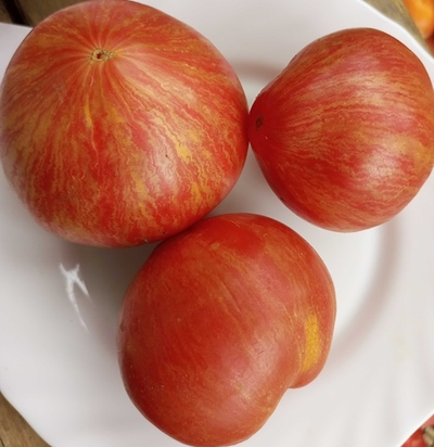 Томат Розовое сердце Пессака полосатое (Coeur Rose de Pessac Stripe )