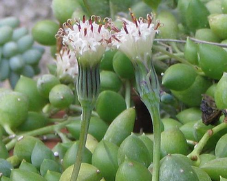 Senecio herreianus (Крестовник Геррейна)