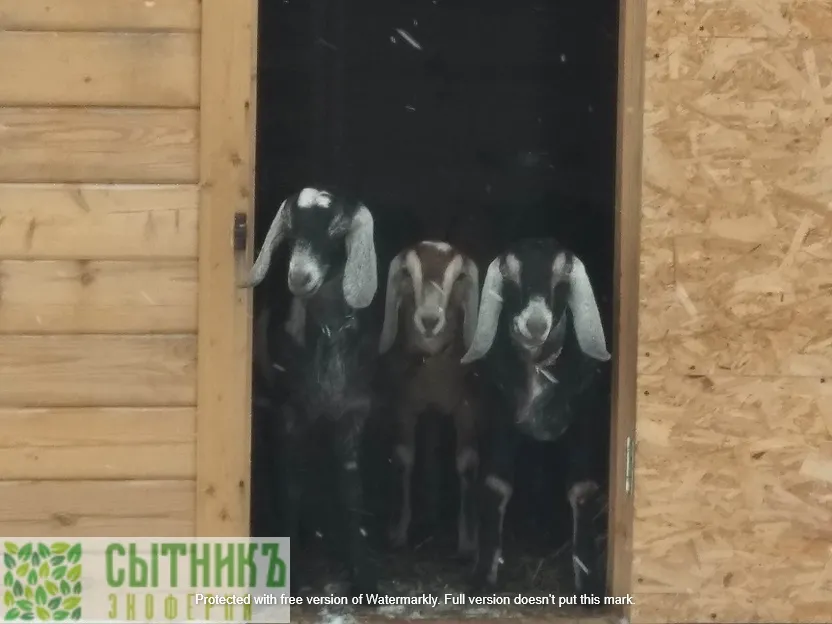 Любопытство это черта нубийских козлят