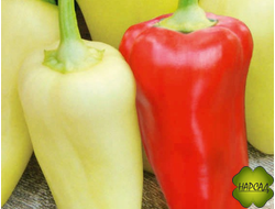 Перец сладкий "Ростовский юбилейный" (УРОЖАЙНЫЙ, можно в открытый грунт)