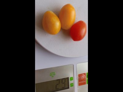 Томат черри Субмарина блаш (Submarine Blush)