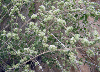 Затария, Персидский тимьян (Zataria multiflora) Иран, 5 мл - 100% натуральное эфирное масло