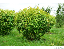 Пузыреплодник калинолистный Лютеус  в форме шара - Luteus