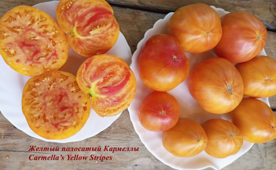 Томат Желтый полосатый Кармеллы (Carmella’s Yellow Stripes)