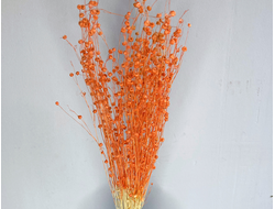 Лен оранжевый