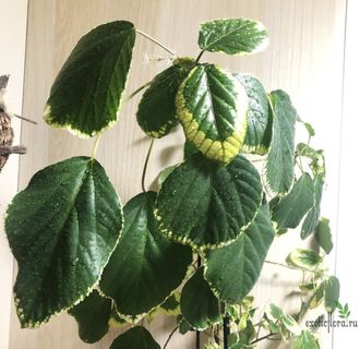 Acalypha wilkesiana 'Obovata' / акалифа обовата