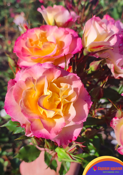 Ландлуст (LandLust)