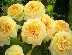 Голден Тауэр (Golden Tower),   Ч/Г,   Tantau