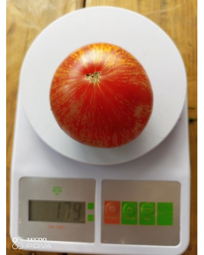 Томат Озарк закат (Ozark sunset), Германия