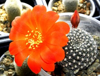 Rebutia krainziana oranzove flowers (D=30мм)