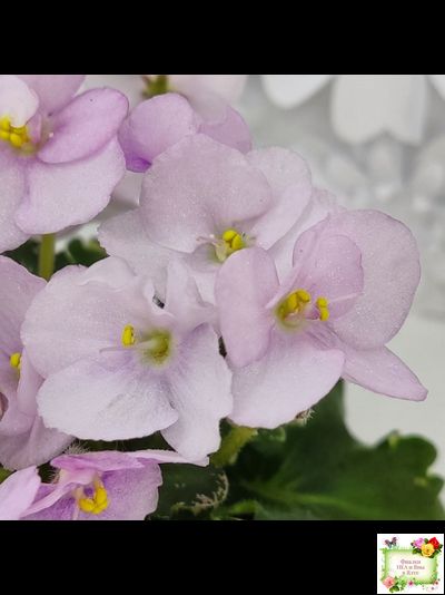 Morgan&#039;s Ivy League (C.Eros) (пестролистный гёрл)