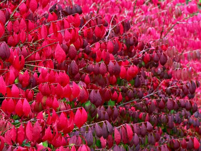 Бересклет крылатый Compactus