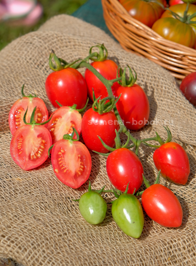 Томат Алма-Атинский Красный Тюльпан, 10 шт.