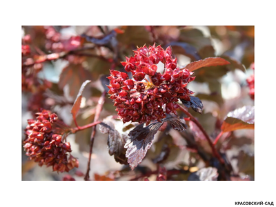 Пузыреплодник краснолистный микс - mix