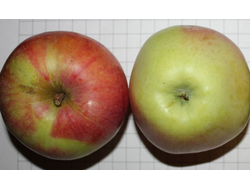 Старк Эрлиест (яблоня)