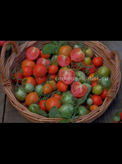 Томат Fuzzy Wuzzy (Фузи Вузи), 10 шт