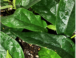 FICUS SAGITTATA ‘Big green leaf’ / ФИКУС САГИТТАТА ЗЕЛЕНЫЙ КРУПНОЛИСТНЫЙ