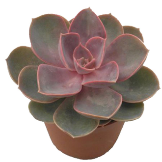 Echeveria gibbiflora metallica