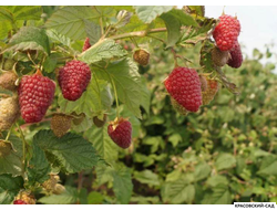 Малина Самохвал ремонтантная