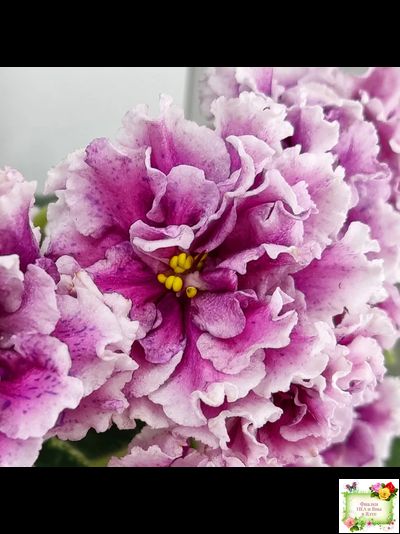 ВаТ-Агат Розовый (Т. Валькова) 2019 г.