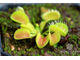 Dionaea muscipula Triton