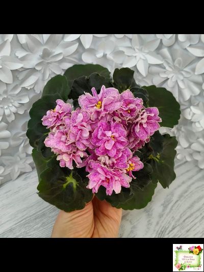 АВ-Шиповник (Фиалковод) 2021 г. (гёрл-листва)