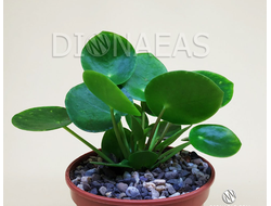 Pilea Peperomioides - Пилея пеперомиевидная, китайское денежное дерево, растение НЛО