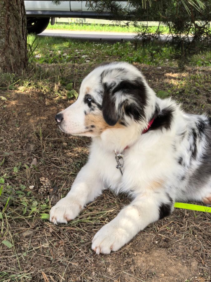 Рейна (Glory To You By Bauer)