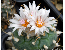 Turbinicarpus polaskii - 5 семян