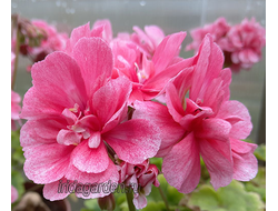 Пеларгония Ирида ЗА Арбузный Фреш