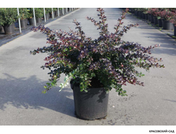 Барбарис Ред Джевел - Red Juwel