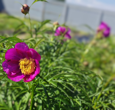 Пион Wind Chimes (Винд Чаймс)