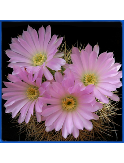 Acanthocalycium