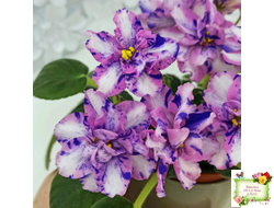 МК-Ветер Перемен Люкс химера (пасынок укоренённый из цветоноса)