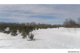 Кедр - фото 12 - питомник Красовский-Сад.рф