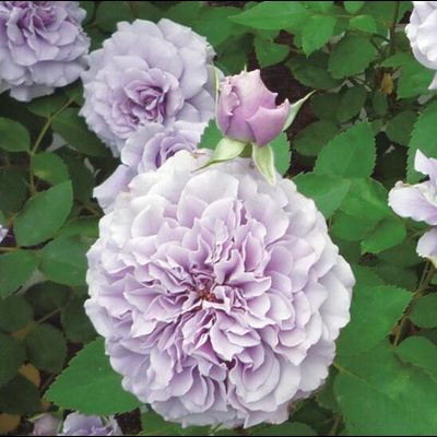 Тамамо (Tamamo)