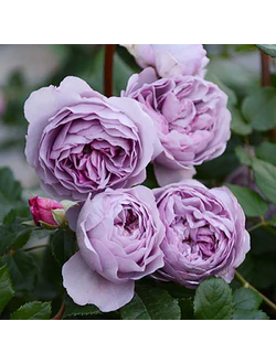 Лавандовый букет (Lavender Bouquet)