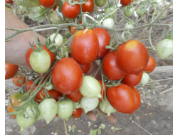 Томат Гибрид №2 Тарасенко