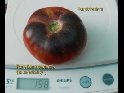 Томат Голубая прелесть (Blue Beauty), США