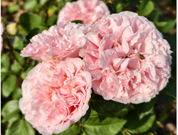 Миранда (Miranda)