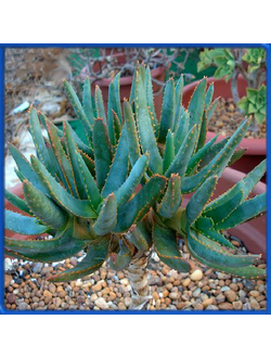 Aloe ramosissima
