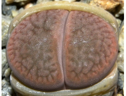 Lithops hookeri v.subfenestrata (syn.brunneoviolacea) C019 - 10 семян