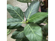 Ficus benghalensis 'Audrey' / фикус бенгальский Одри