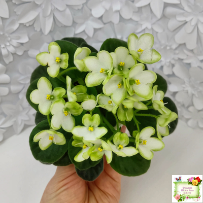 Mac's Misty Meadow (G.McDonald)