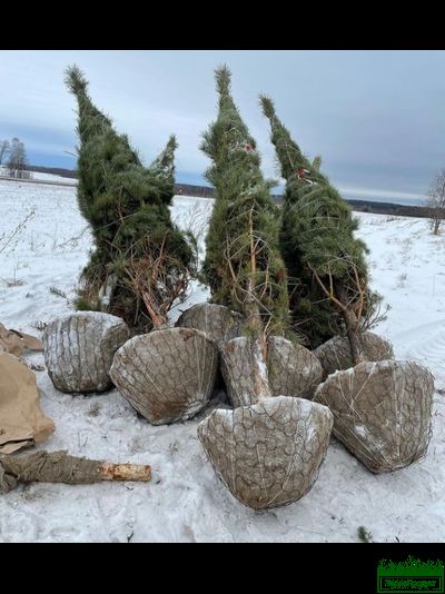 Сетка для кома d1000х1,7мм (упаковка 20 шт.) Ромашка