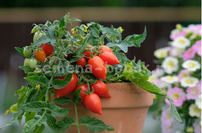 Микро Томат Funnyplums Red (Фанниплюмс Красный), 10 шт