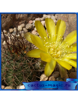 Lobivia haematantha v. elongata LF 66