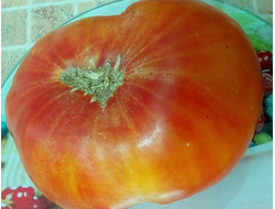 Томат Золотая медаль (Gold Medal)